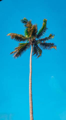 Bithinraj Mb Xljzv Gctoy Unsplash