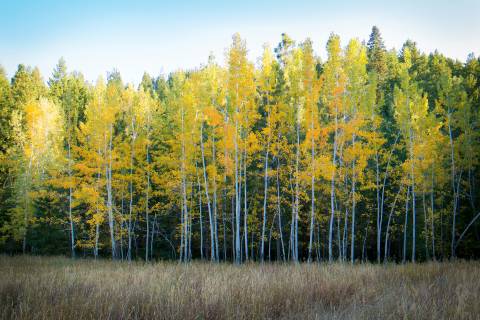 Collie Coburn 3Tdvwonxvbw Unsplash