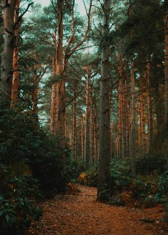 Daniel James Nxgivuqizhs Unsplash